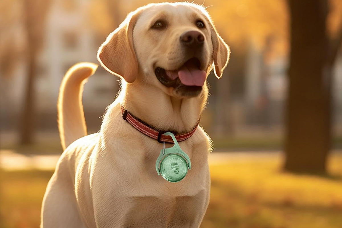 Dog Collar Light Rechargeable LED Water Resistance with 4 Modes for Night Walking