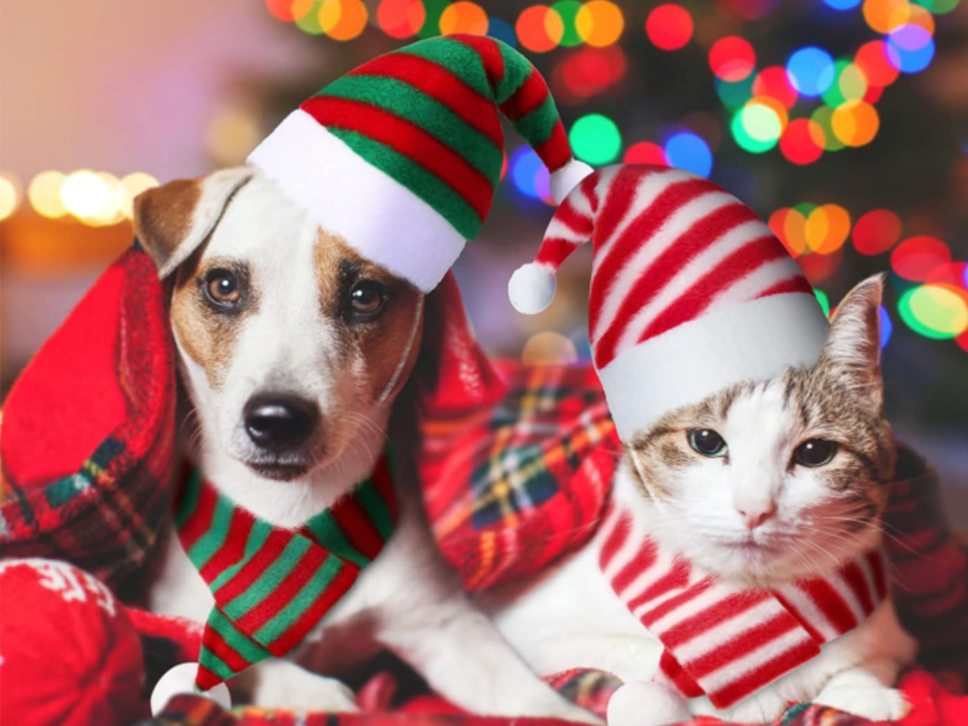 6-Pieces Pet Cat Dog Christmas Hat with Scarf Pet Christmas Costume Outfit Set