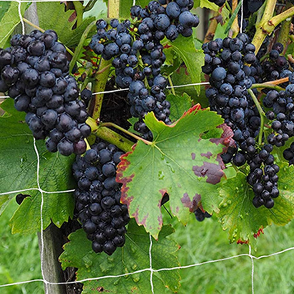 Polyester Plant Trellis Netting