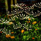 4Pcs Solar Powered Twinkling Firework Outdoor Light