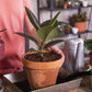 2Pcs 120x100cm Plants Self Watering 3mm Thick Capillaries Mat