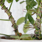 2 Rolls Anodized Aluminum Bonsai Training Wires