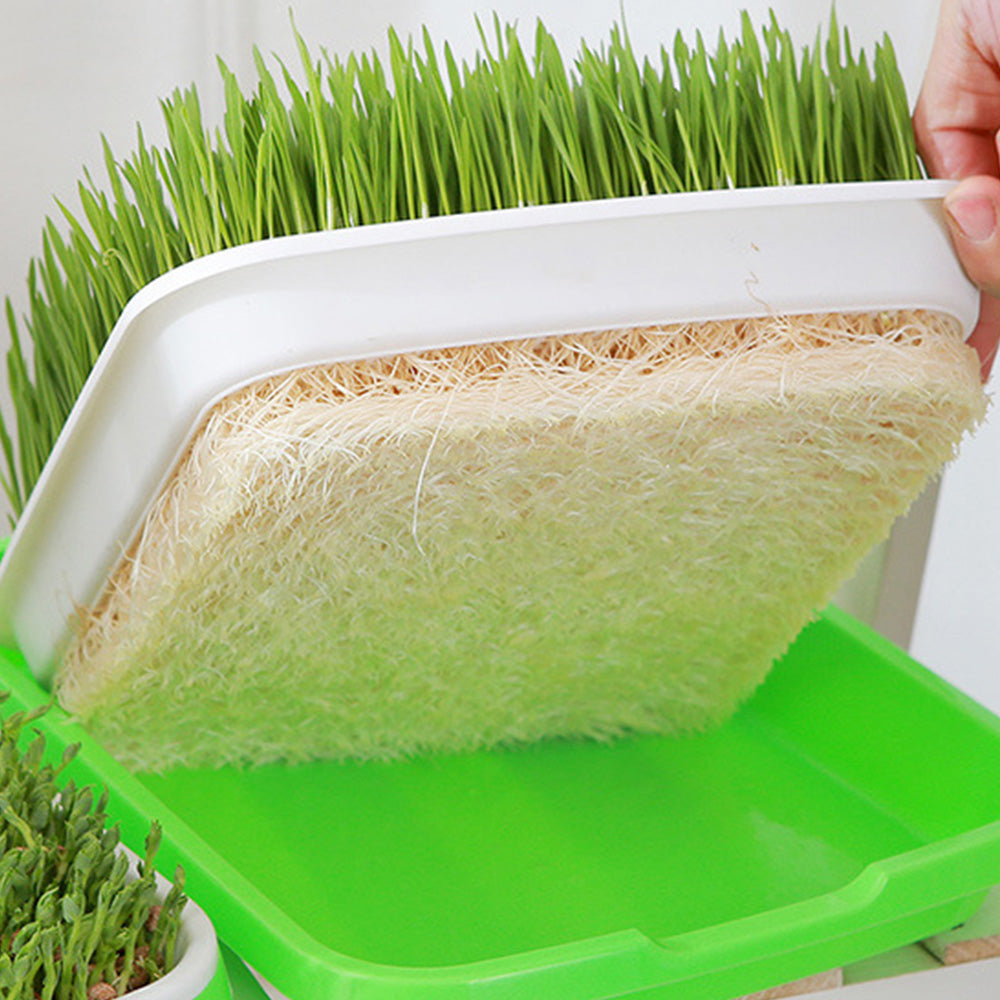 5 Pack Seed Sprouter Trays for Microgreens Soil-Free Growing with Drain Holes