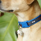 Adjustable Dog Collar with Bone Pendant Nylon Puppy Collar for Small Dogs