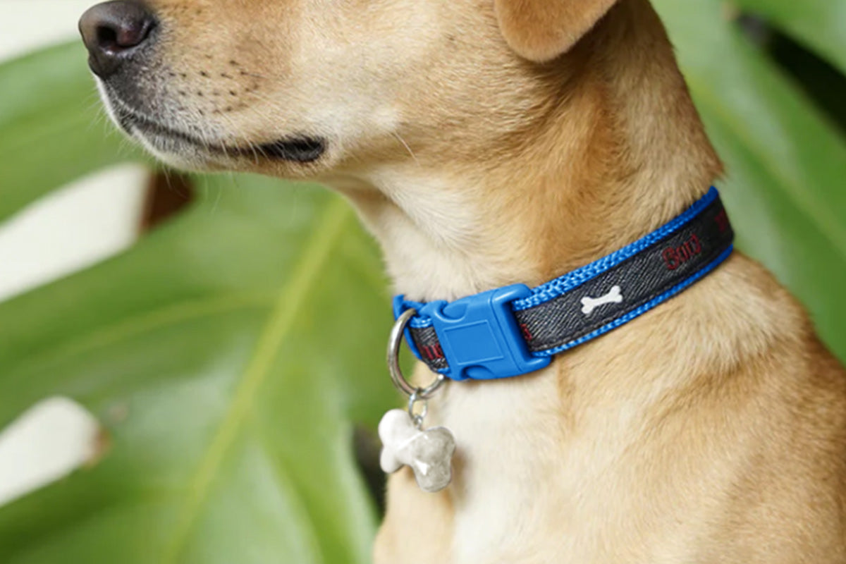 Adjustable Dog Collar with Bone Pendant Nylon Puppy Collar for Small Dogs