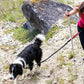 2 in 1 Hands Free Running Dog Leash for Walking Jogging