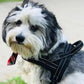 Breathable Mesh Padded Dog Harness No-Pull Vest