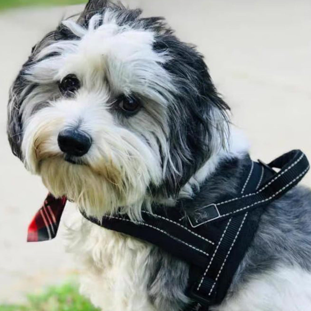 Breathable Mesh Padded Dog Harness No-Pull Vest