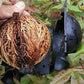 10PCS Plant Rooting High Pressure Propagation Ball Root Grow Grafting Box for Indoor Outdoor Plants