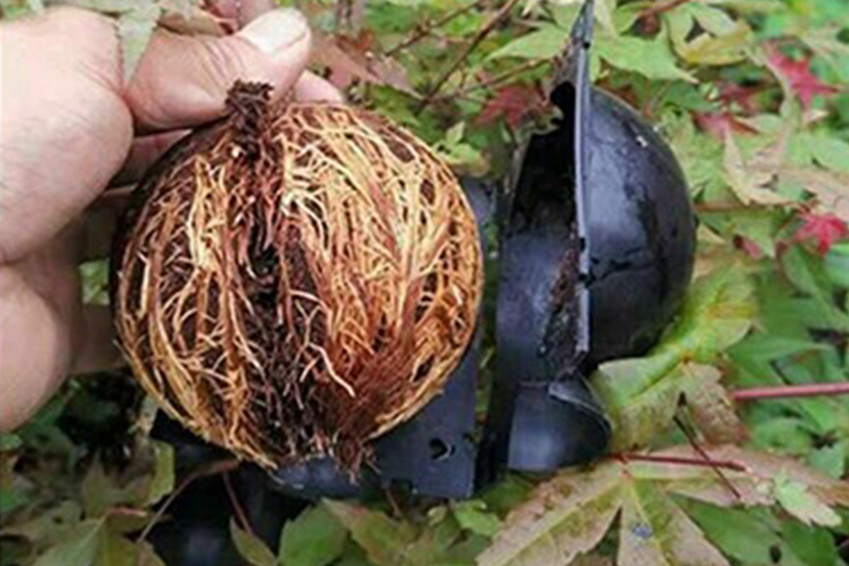 10PCS Plant Rooting High Pressure Propagation Ball Root Grow Grafting Box for Indoor Outdoor Plants