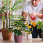 4Pcs Plant Trellis Metal Potted Houseplant Trellis Climbing Plants Support Stake