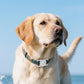 2Pcs Waterproof Dog Collar Holder for Apple AirTag Silicone Air Tags Case