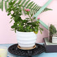 10Pcs Elevator Plant Pot Saucer