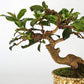 2 Rolls Anodized Aluminum Bonsai Training Wires