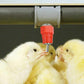10 Pcs Automatic Poultry Water Nipple Drinkers for Chicken Duck Bird