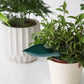 9Pcs Plant Pot Watering Funnel Color Leaf Plant Watering Devices Watering Spikes Plant Leaf Shape