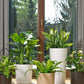 4Pcs Plant Trellis Metal Potted Houseplant Trellis Climbing Plants Support Stake