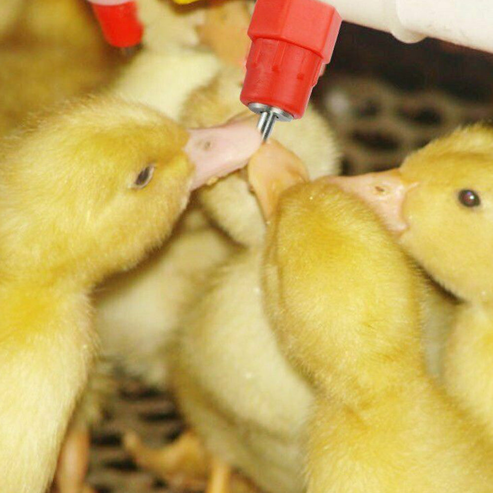 10 Pcs Automatic Poultry Water Nipple Drinkers for Chicken Duck Bird