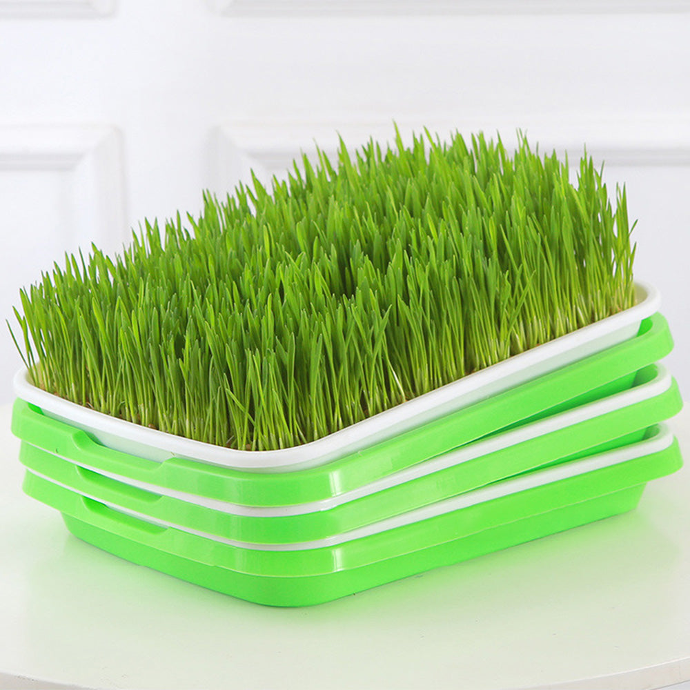 5 Pack Seed Sprouter Trays for Microgreens Soil-Free Growing with Drain Holes