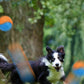 4Pcs 6.5CM Pet Interactive Playing Toy High Bouncy Vibrant Color Squeaky Rubber Balls