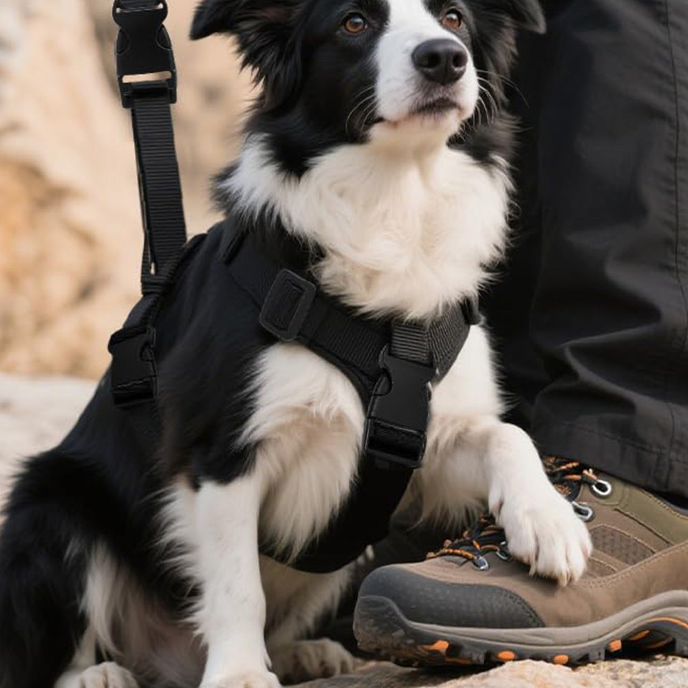 Buckle and Strap Kit Nylon Strap with Triglide Clips for Backpack Dog Collar