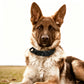 Adjustable Dog Collar with Handle Tactical Nylon Pet Collar for Medium Large Dogs-Black