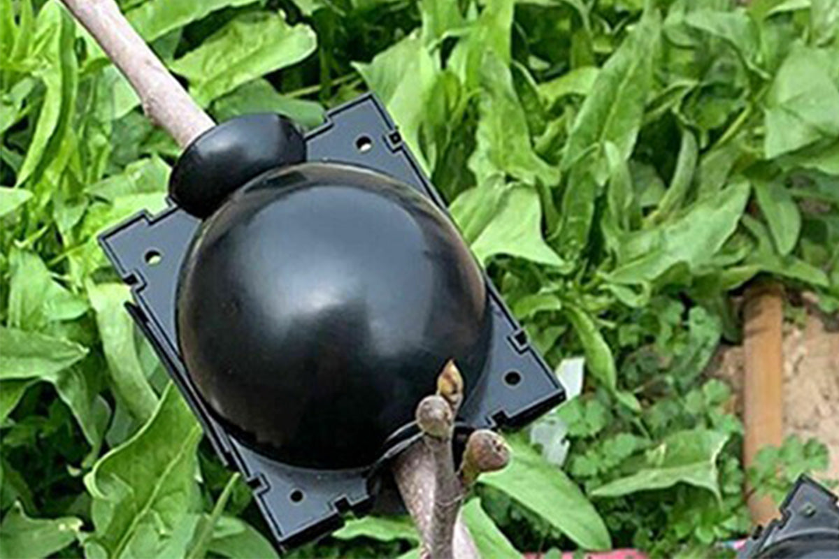 10PCS Plant Rooting High Pressure Propagation Ball Root Grow Grafting Box for Indoor Outdoor Plants