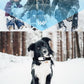 2Pcs Pet Sport Action Camera Collar