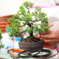 2 Rolls Anodized Aluminum Bonsai Training Wires