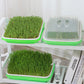 5 Pack Seed Sprouter Trays for Microgreens Soil-Free Growing with Drain Holes
