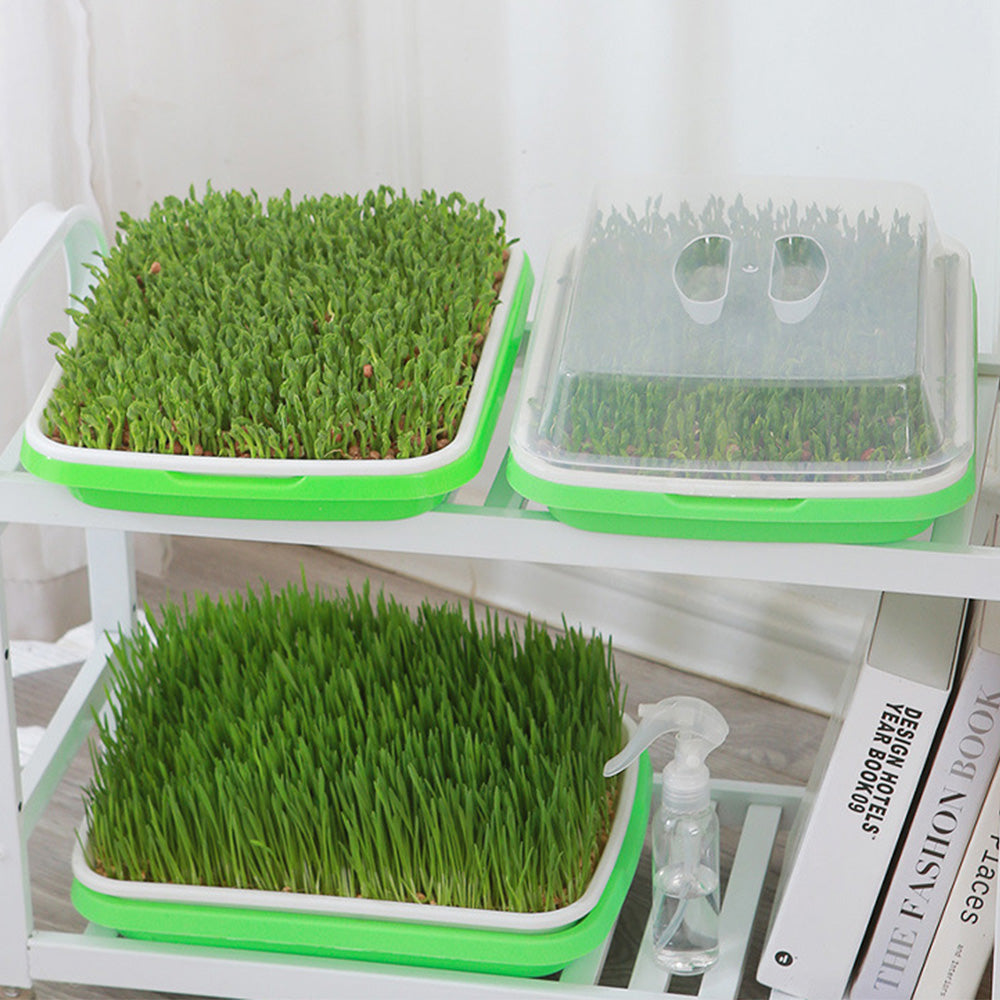 5 Pack Seed Sprouter Trays for Microgreens Soil-Free Growing with Drain Holes