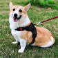 No-Pull Pet Dog Harness with Handle Adjustable Padded Vest