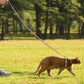 2Pcs Cat Adjustable Harness and Leash Set