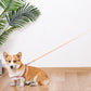 2Pcs RGB 5M Extendable Retractable LED Training Lead Rope Pet Leash