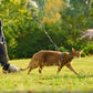 Cat Adjustable Harness and Leash Set