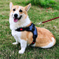 No-Pull Pet Dog Harness with Handle Adjustable Padded Vest