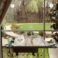 Cat Window Mounted Perch Hammock for Indoor Cats Resting