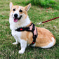No-Pull Pet Dog Harness with Handle Adjustable Padded Vest