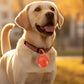 Dog Collar Light Rechargeable LED Water Resistance with 4 Modes for Night Walking