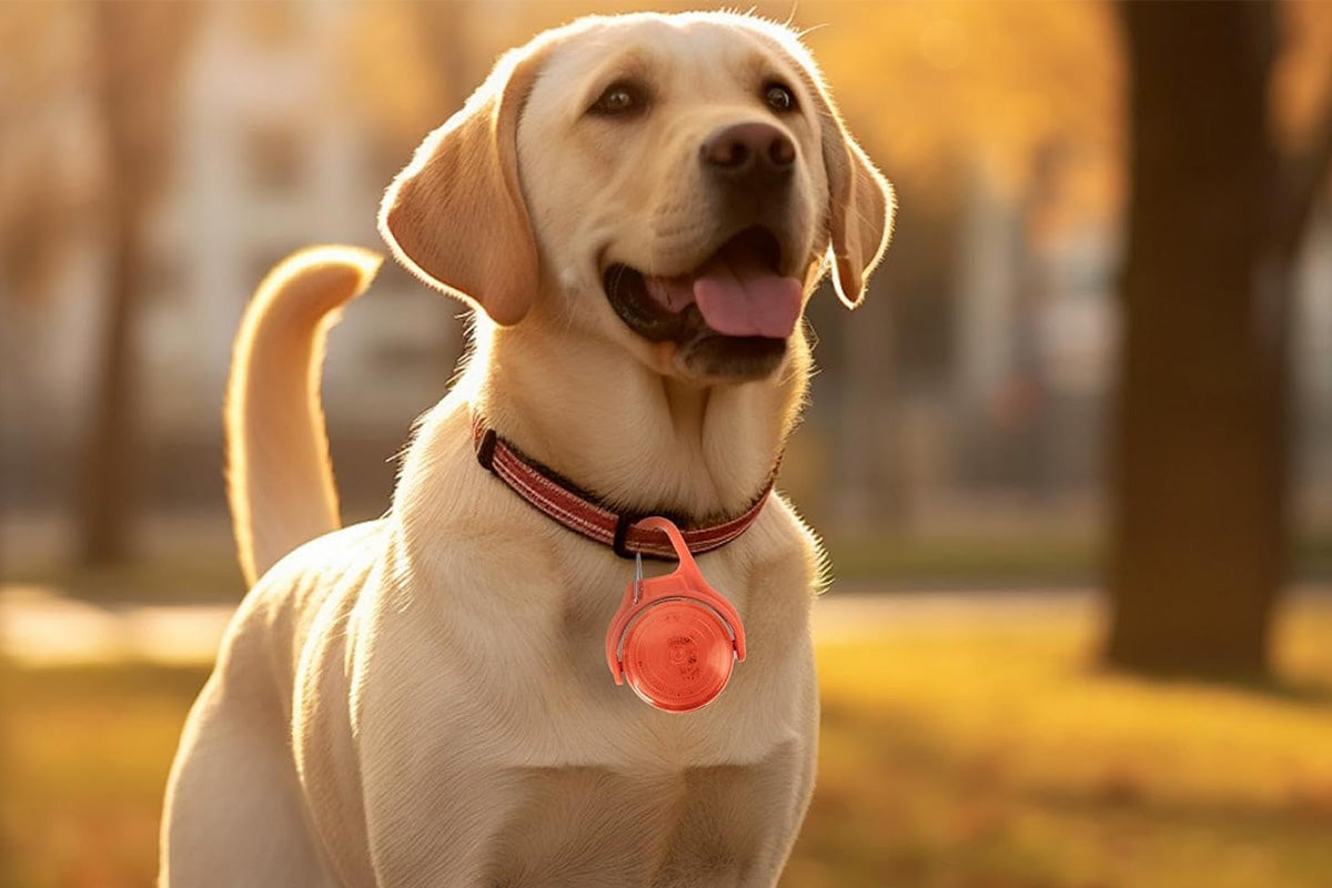 Dog Collar Light Rechargeable LED Water Resistance with 4 Modes for Night Walking