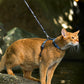 Cat Adjustable Harness and Leash Set
