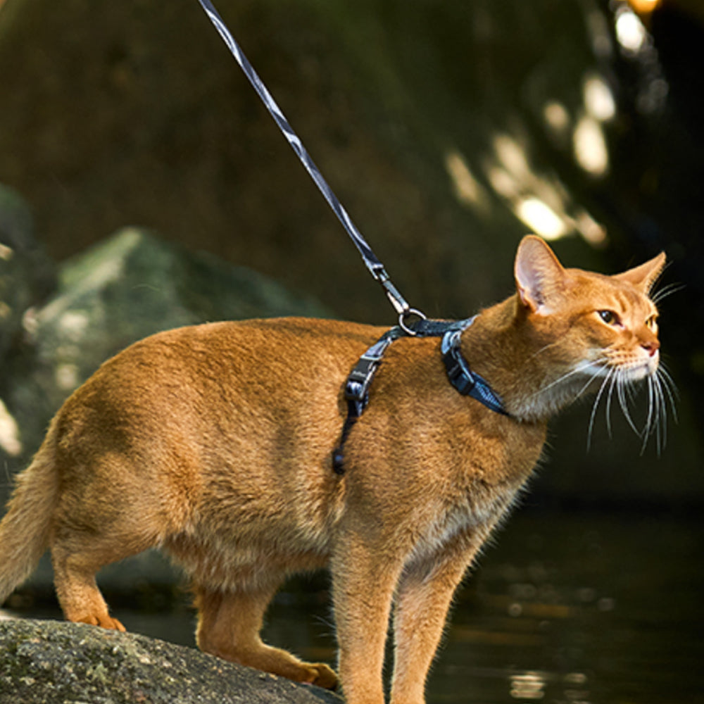 2Pcs Cat Adjustable Harness and Leash Set