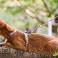 Cat Adjustable Harness and Leash Set