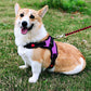 No-Pull Pet Dog Harness with Handle Adjustable Padded Vest