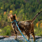 Cat Adjustable Harness and Leash Set