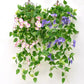 2Pcs Artificial Morning Glory Vine Hanging Plant for Wall Decor