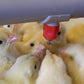 10 Pcs Automatic Poultry Water Nipple Drinkers for Chicken Duck Bird