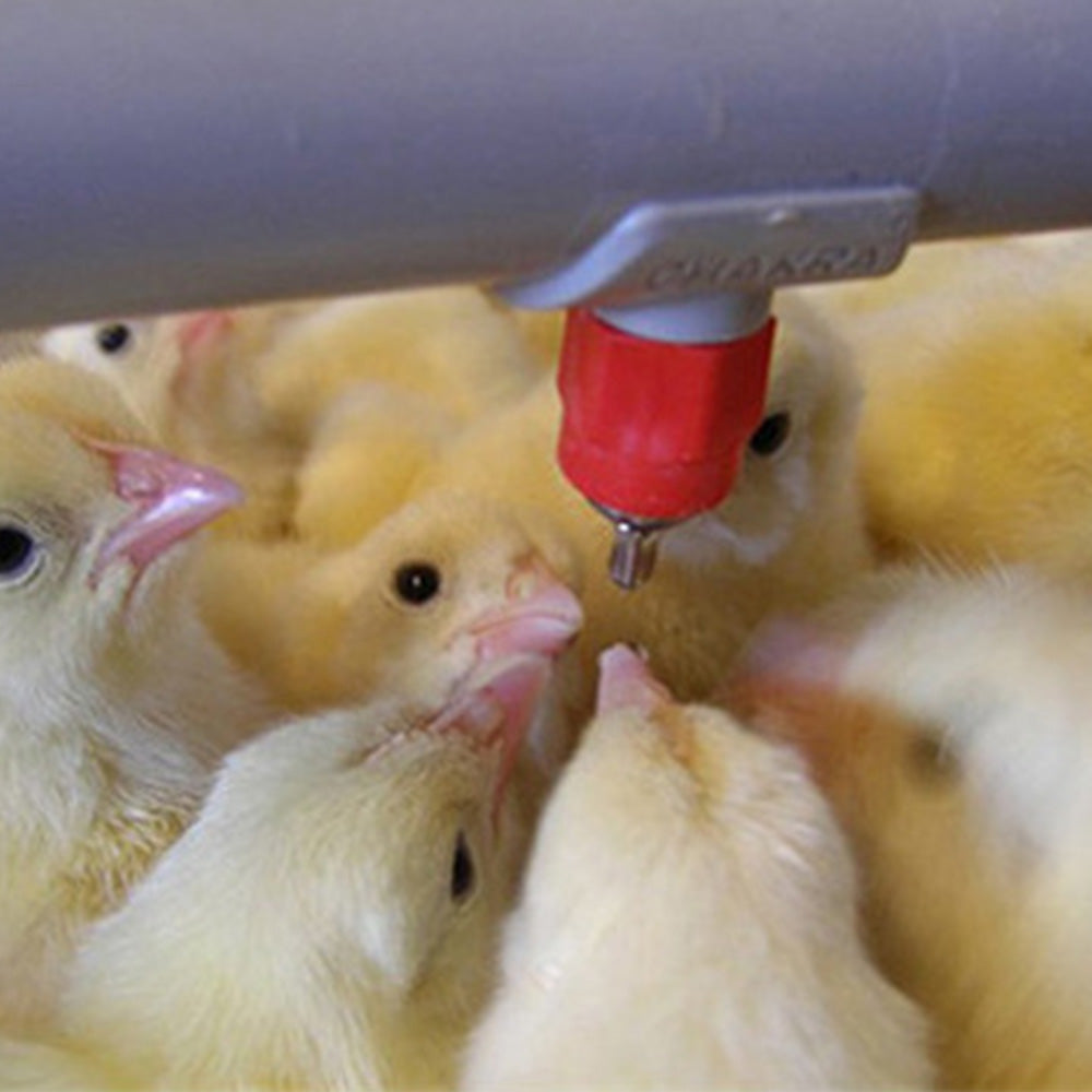 10 Pcs Automatic Poultry Water Nipple Drinkers for Chicken Duck Bird