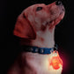 Dog Collar Light Rechargeable LED Water Resistance with 4 Modes for Night Walking