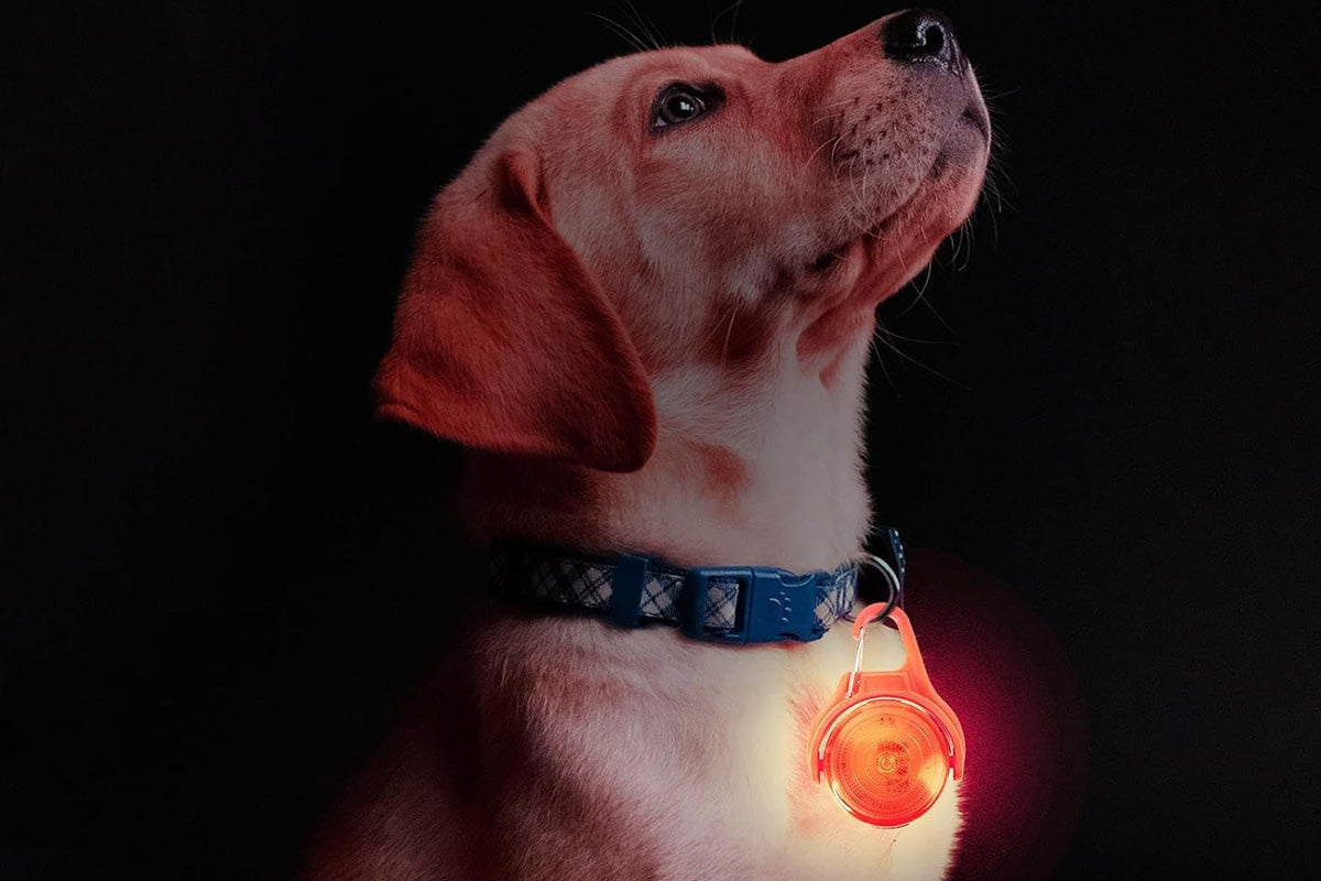 Dog Collar Light Rechargeable LED Water Resistance with 4 Modes for Night Walking
